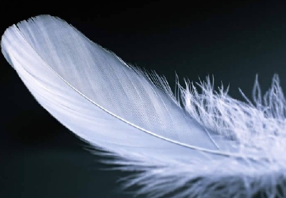 羽毛原料